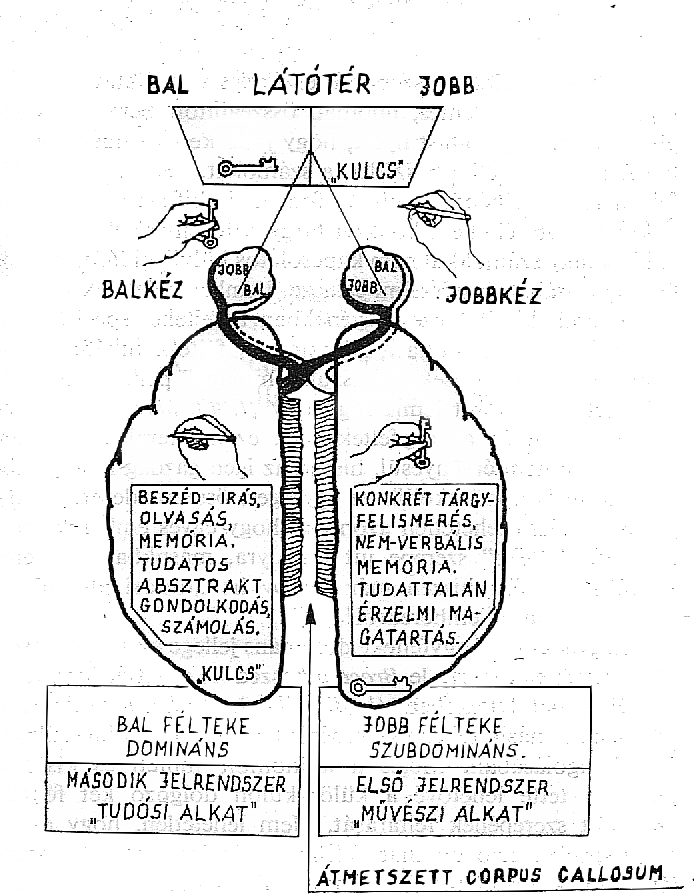 A „hasított agyú” ember